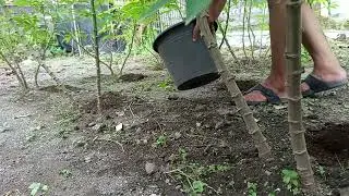 learn to fertilize kohe #cassava and chili plants