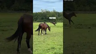 Pasture Bedtime 🎥: 14.1_handshigh (TT) #shorts