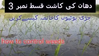 dhan ki kasht | episode no.3 | weeds control | tractors tube pk