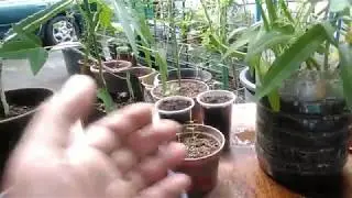 Paano Diligan ang Halaman sa Paso (How to Water Plants in Container) - with English subtitle.