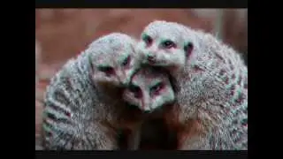 MerKats GorGor and paPa hiiRM . Heaven send me an Angel . That will only Love ME .. Cartoon Funny!