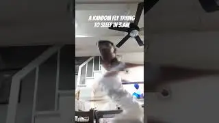 I random fly trying to sleep in 3.am