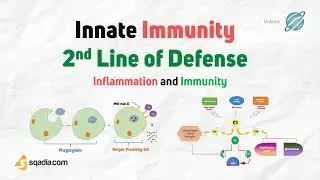 Inflammation and Immunity - Innate Immunity: 2nd Line of Defense