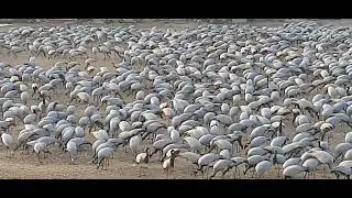 Damoiselle Cranes Feeding at Kheechan