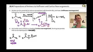 Syntheses of Amines II: Hofmann and Curtius Rearrangements