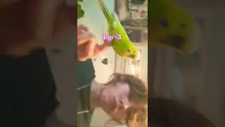 Love this song #music #cosplay #pipa #pipapo #pipacombat #birds #wlw #pipapul #pipavav #cute