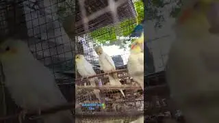fancy bird #cockatiel  #parrot #shorts #viral #fancy