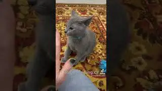 Teaching high five 2,5 month old Russian Blue kitten.