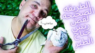 الطريقه الصحيحه لقص ريش جناح الطير