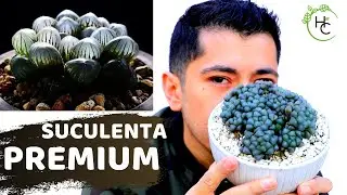 REPRODUCCION Y CUIDADOS HAWORTHIA COOPERI TRUNCATA