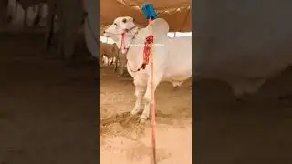 peace❤️ #cowlover #sibbilover #viralshort #foryoupage #shoqeenloog #viewsviralvideosubscribersgrow