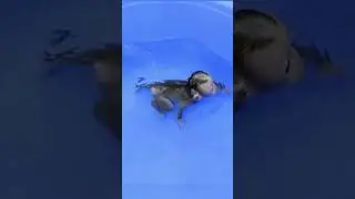 Incredibly Smart Monkey! Amazing Animals on TikTok
