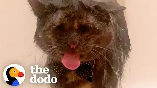 Cat's Favorite Activity Is Showering | The Dodo