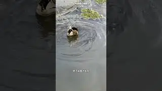 居然还会钓乌龟 #有趣