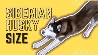 Насколько велика хаски? Размер сибирской хаски