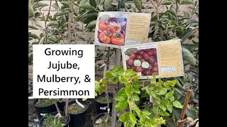 Growing Jujube, Mulberry, & Persimmon