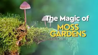 The Magic of Moss Gardens