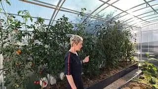 В ТЕПЛИЦЕ ЛЕТО-ОВОЩИ РАДУЮТ.