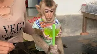 Special food!! The amazing monkey TORO Like Orange And jelly very much