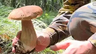 Funghi Porcini 2024~TESTA ALTA