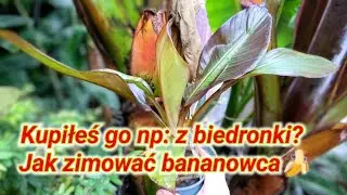 🍌 Jak zimować np: bananowca z Biedronki ciąg dalszy. 🍌 Ensete red czy Musa acuminata.