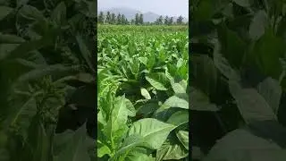 tobacco leaf plant field