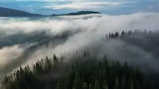 Hora unirii cu brazii și copacii din munții României (Ziua Unirii Principatelor Române 24 Ianuarie)
