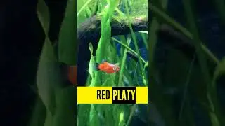 RED PLATY FISH!😍😱😍 | Nature Aquarium 🤩❤️💚 | #aquarium #platy #plantedtank #aquascape #short #shrimp