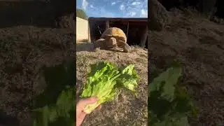 Айк вылезает из своей норы 😎🐢