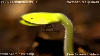 FREE HD video Macro seedling time lapse