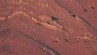 Stock Video - Sandhill Crane flying in front of the Wasatch Mountains
