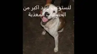 Animal Protection Foundation (APF) Shelter Story