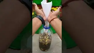 Banana peel fertilizer || Homemade fertilizer