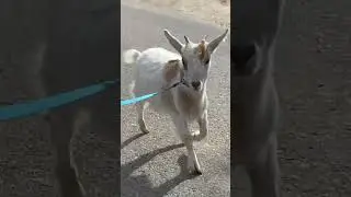 Baby noel #fyp #nature #outside #asmr#noises#babynoises#ASMR #outsideasmr#asmrnoises #cuteanimal