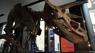 Big John, lo scheletro di triceratopo pi&ugrave; grande al mondo