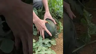 Watermelon very fresh and sweet - Farm fresh ninja fruit cutting