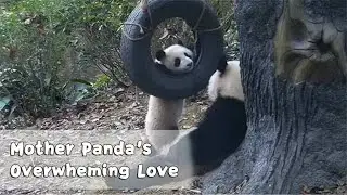 Baby Pandas' Attempt on Escaping From Mom's Cuddle Never Succeeds | iPanda