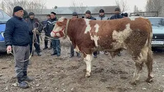 QUMTEPA CHORVA BOZORI. KATTA KICHIK BUQALAR NARXLARI 29 января 2026 г.