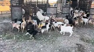 An Epic Goat Load Up