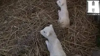 Kerst op TVHebben (kerststal Swalmen) (aflv 6) 2015
