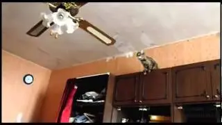 Cat Shows Off Acrobatic Skills