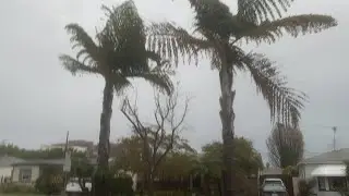 Giant Fishtail Palms in Santa Monica, California