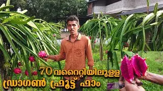 70 വറൈറ്റിയിലുള്ള ഡ്രാഗൺ ഫ്രൂട്ട് ഫാം തൈ നടുമ്പോൾ എന്തൊക്കെ ശ്രദ്ധിക്കണം dragon fruit farm malayalam