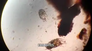 Under the Microscope at Your Vet's Office