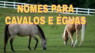 38 NOMES PARA CAVALOS E ÉGUAS
