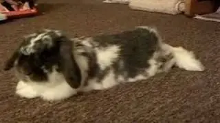 Lop Ear Rabbit Oreo Playtime! MV