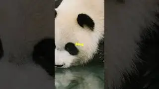 I Survived 100 Days in a Bamboo Forest as Panda!