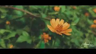 Allahu Allahu Allahu Allah || আল্লাহু আল্লাহু || হৃদয় শীতলকরা কণ্ঠে আল্লাহু আল্লাহু গজল