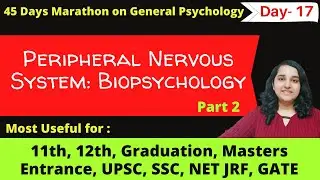 Sympathetic Nervous System in Hindi| Biopsychology| #Psychologyinhindi| Mind Review