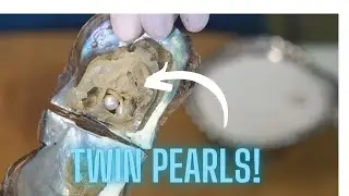 Twin Pearls! (Reveals 12901 - 12934)